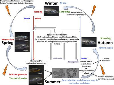 Genome Survey of Chromatin-Modifying Enzymes in Threespine Stickleback: A Crucial Epigenetic Toolkit for Adaptation?
